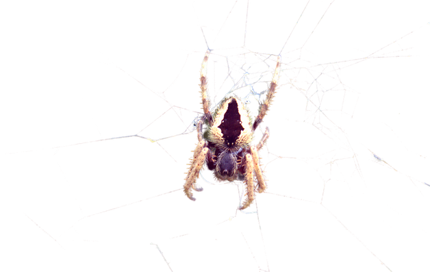 Garden Orb Weaver